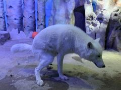 -芜湖新华联大白鲸海洋公园
