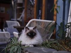 -喵屿·大理花园猫咖