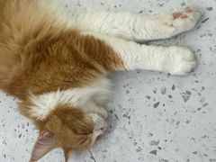 -喵园·猫主题咖啡厅·撸猫·猫咖(国贸店)