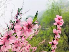-少华山国家森林公园