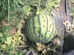 iphone_upload_pic-庞各庄翠芳园西瓜蔬菜基地采摘园