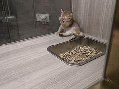-飞行喵MR PILOT|猫舍·猫咖(静安大融城店)