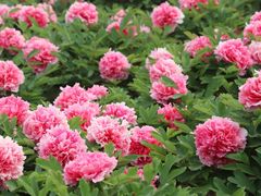 -曹州百花园