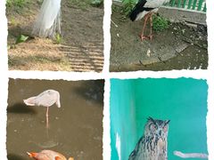 -西霞口神雕山野生动物世界