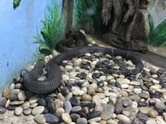 -石家庄市动物园