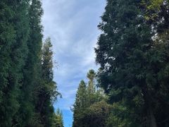 -武陵山森林公园