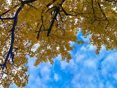 -苏州文庙(姑苏区)