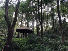 -重庆彩云湖湿地公园