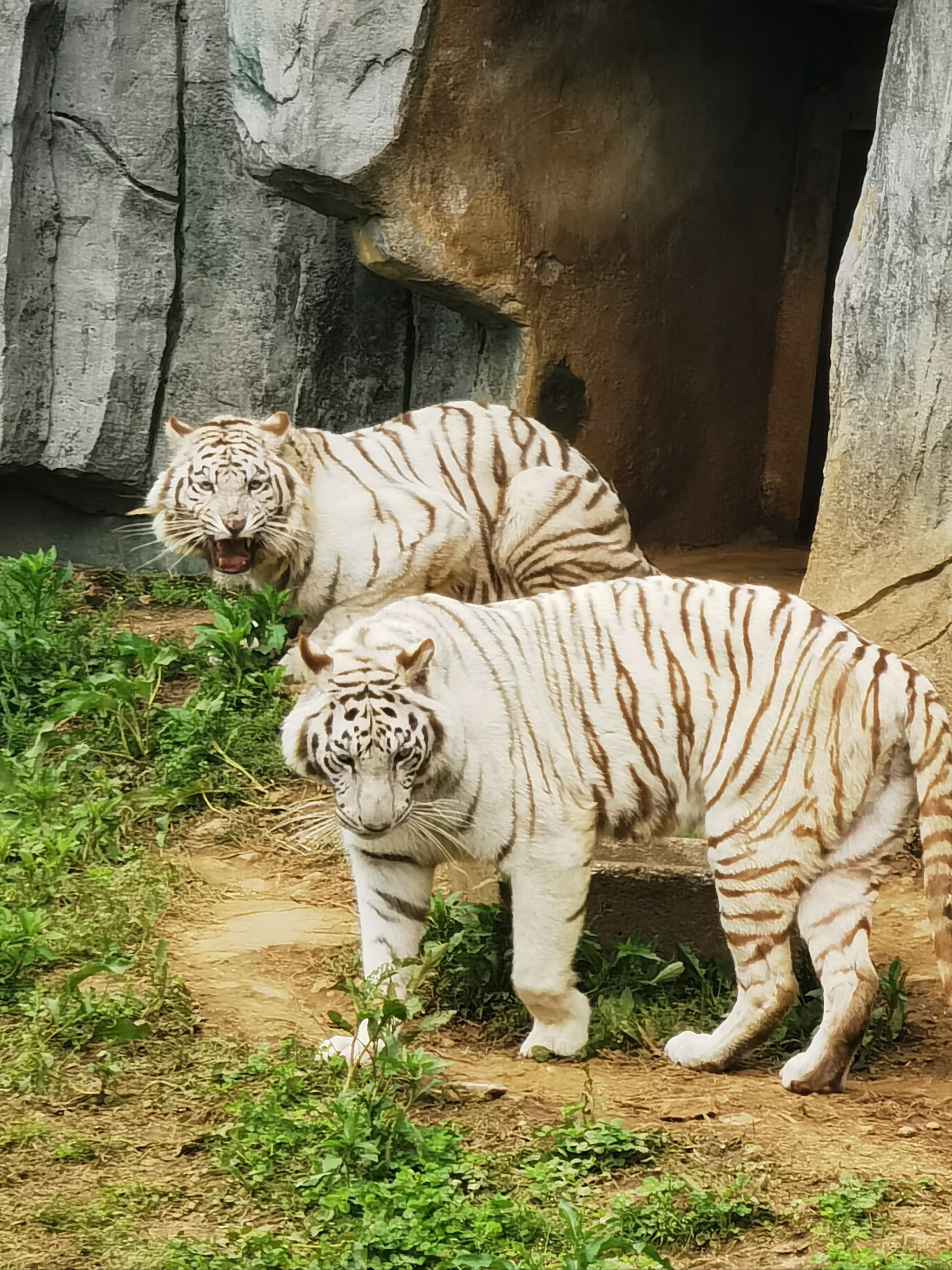 白老虎豆瓣图片