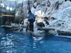 -帝企鹅自助餐厅•儿童岛•真企鹅(长隆企鹅酒店)