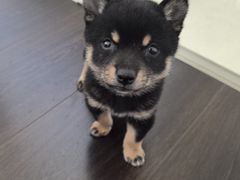 -宠爱国际动物医院· 猫科· 外科·中兽医(长白店)