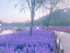 -顺峰山公园