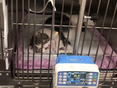 -宠爱国际动物医院· 猫科· 外科·中兽医(长白店)