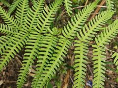 -海南热带雨林国家公园吊罗山景区