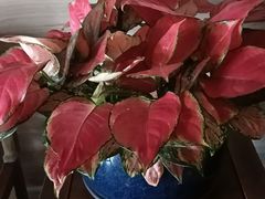 -顺兴老茶馆·精品川菜(世纪城店)