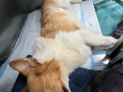 -爱侣·安琦尔宠物医院·中兽医针灸·心内科·狂犬免疫点(宝山区院)