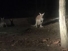 -清迈夜间动物园