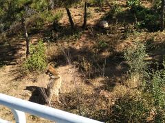 -大青山野生动物园