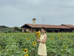 -杭州湾海上花田景区