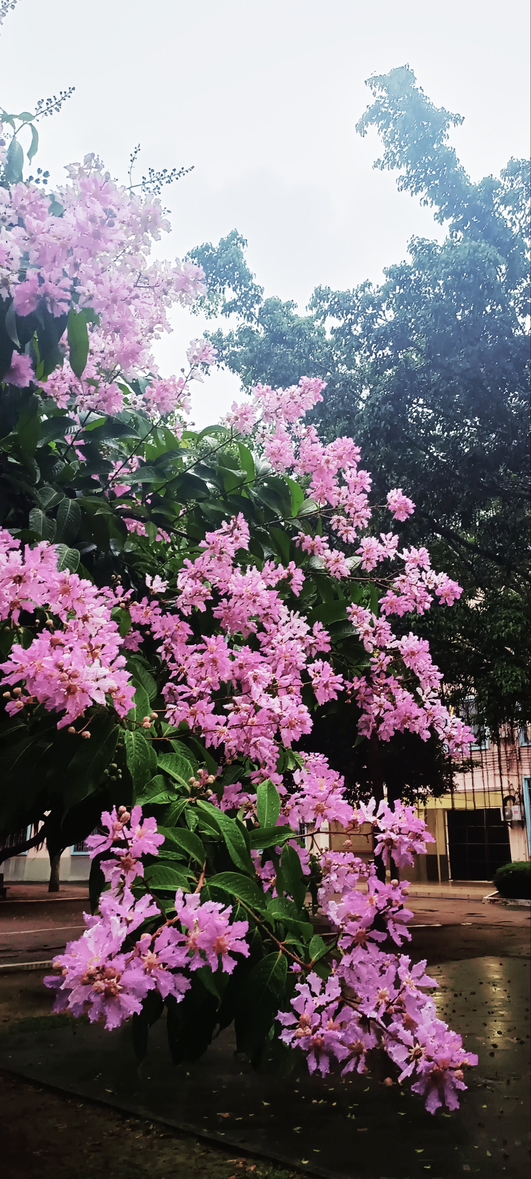 美丽风景图片鲜花图片