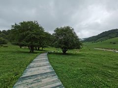 -关山草原