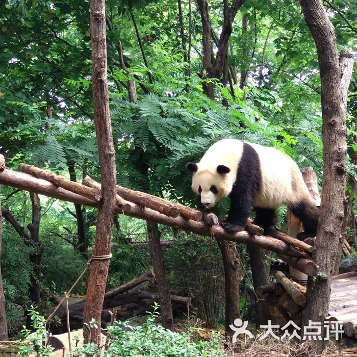 大熊貓繁育研究基地圖片-北京動物園-大眾點評網