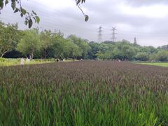 -八卦田遗址公园
