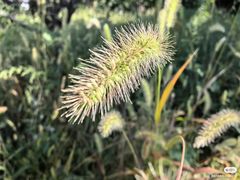 -野鸭湖国家湿地公园