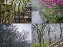 -紫蓬山国家森林公园
