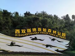 -西双版纳原始森林公园