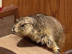 -有猫主题·治愈系猫咖(曾厝垵店)