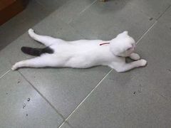 -Bastet sally猫舍购宠(静安店)