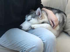 -怪兽屋·羊驼·猫咖·狗咖(俊华广场店)