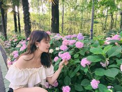 -合肥滨湖国家森林公园