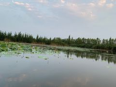-白洋淀景区