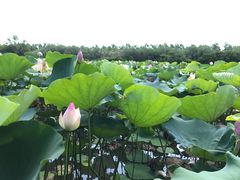 -大湾区中央湿地公园
