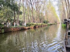 -合肥滨湖国家森林公园