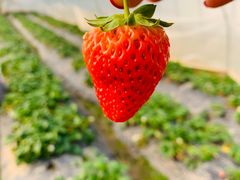 -海上花岛玫瑰园采摘