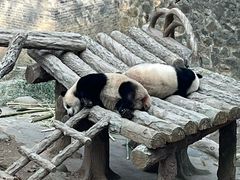 -都江堰中华大熊猫苑