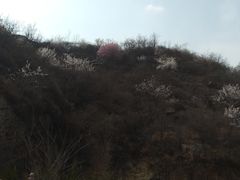 -黄金寨原生态旅游区