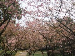 -南山植物园