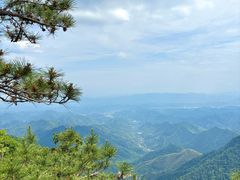 -天目山大树王景区