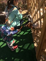 -萌宠亲子动物乐园(槐房万达店)