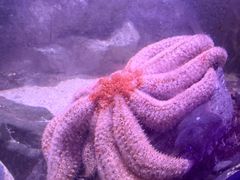-凯莉-塔尔敦海洋生物水族馆