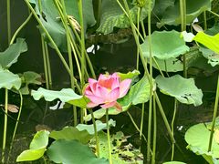 -荔湾湖公园