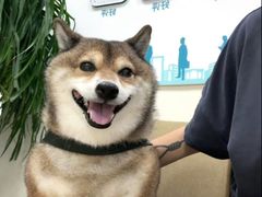 -美联众合动物医院·24h转诊中心