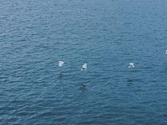 -海堤纪念公园
