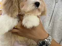 -翊宠yipet猫狗购宠庄园犬舍•猫舍