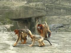 -大连森林动物园