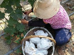 -马陆小张葡萄园农家乐